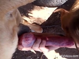Dog cock is being pleasured by a kinky zoophile
