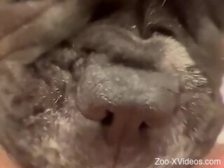 Lovely bulldog tossing salad in a POV fuck scene