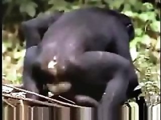 BeastVideoz